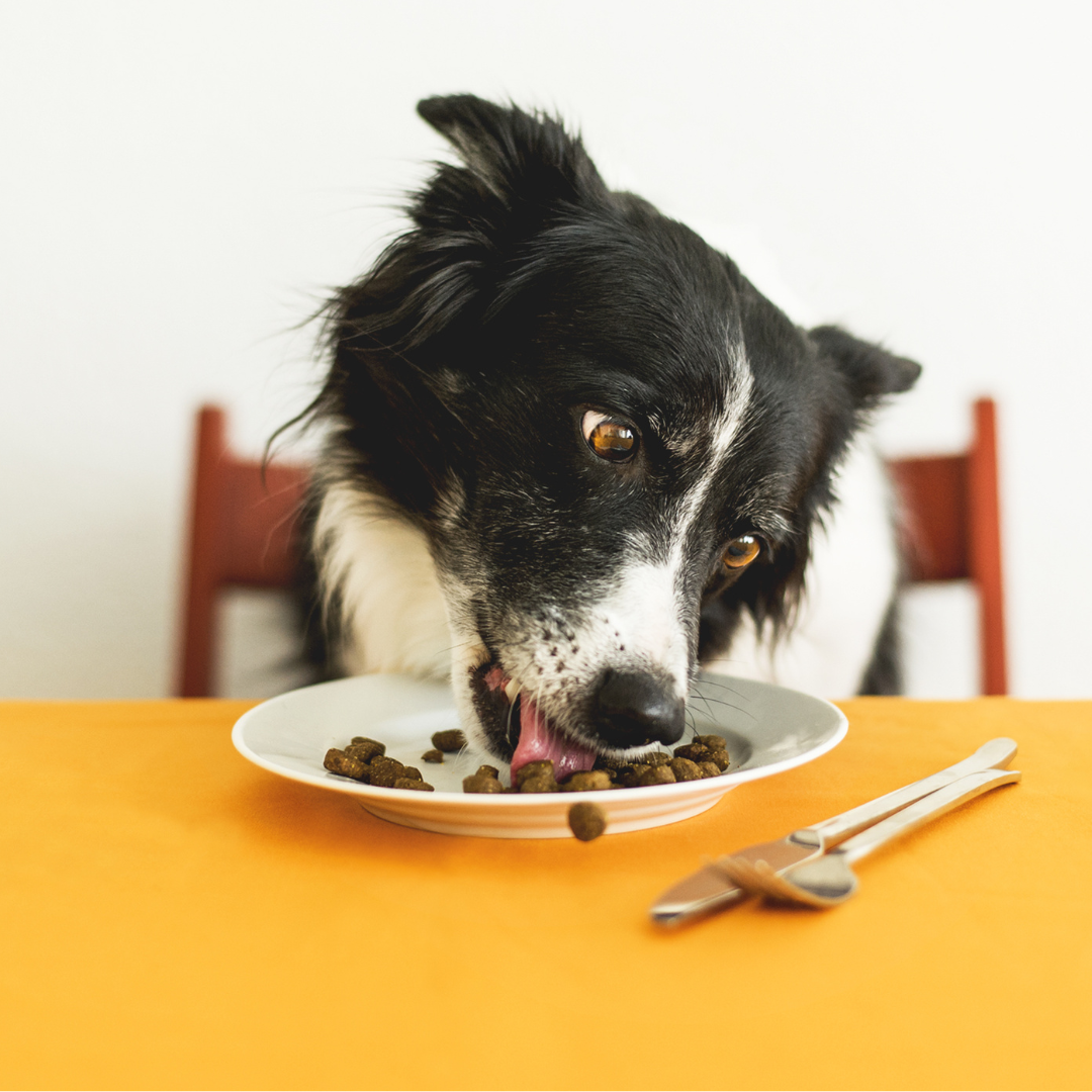 Dry Dog Food Mobile Pet Foods