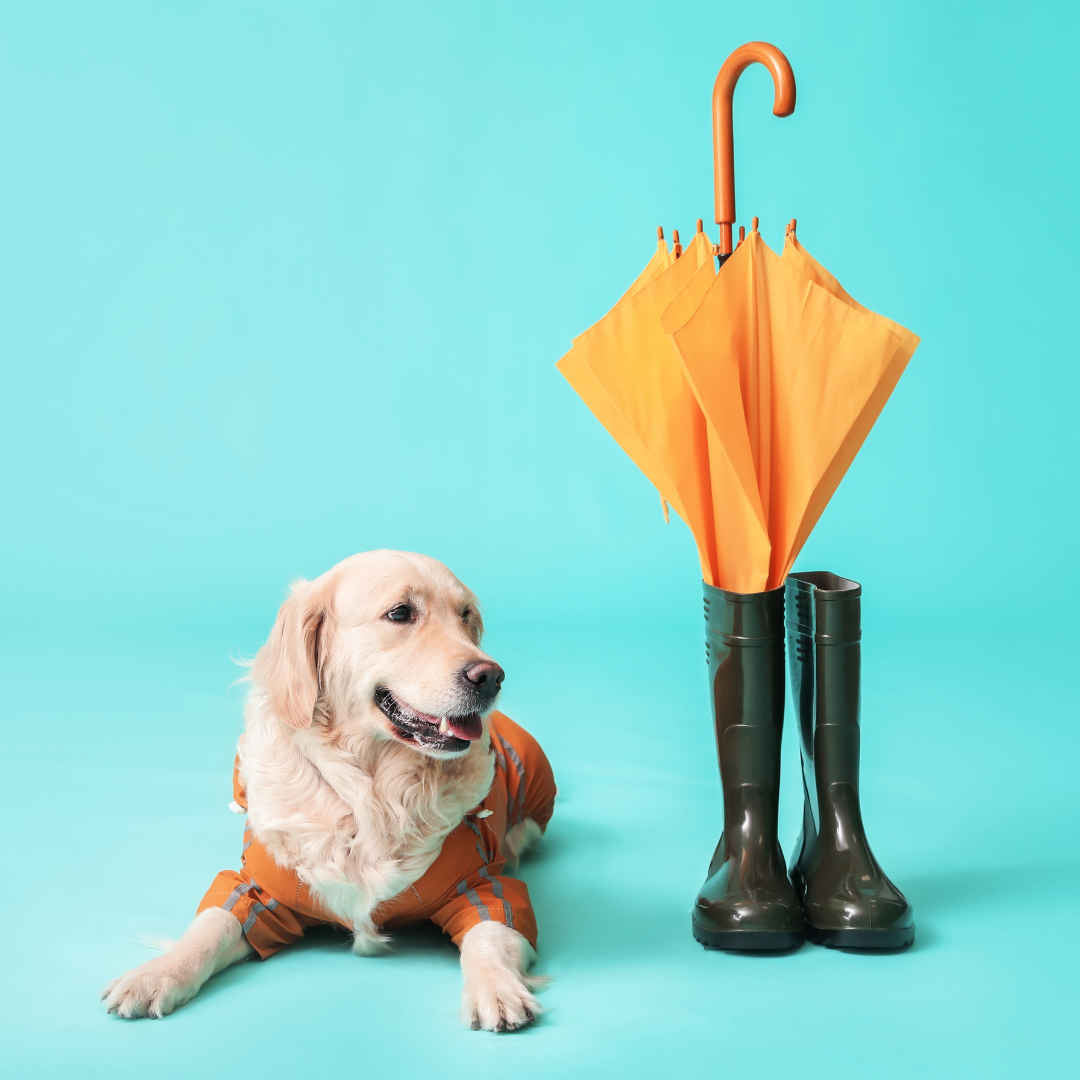 dog-mobile-pet-foods